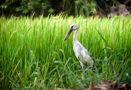 heron bird standing in rice field in asia paddy farmの写真素材