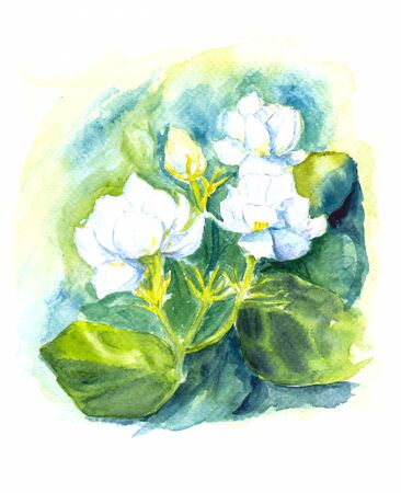 jasmine flower of water color painting artの写真素材