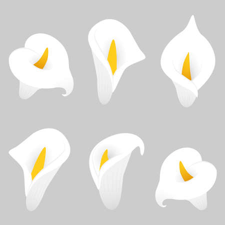 Calla lilly vector illustration. Decorative floral elements.のイラスト素材