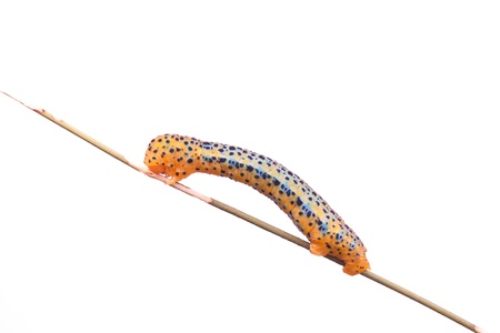 butterfly larva on white backgroundの写真素材