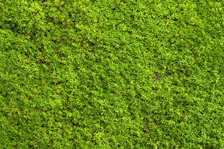 Green lichen background on the rockの写真素材