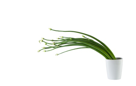 Fresh garlic chives in the glassの写真素材