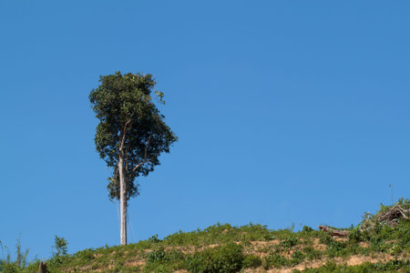one tree on hill on blue sky background