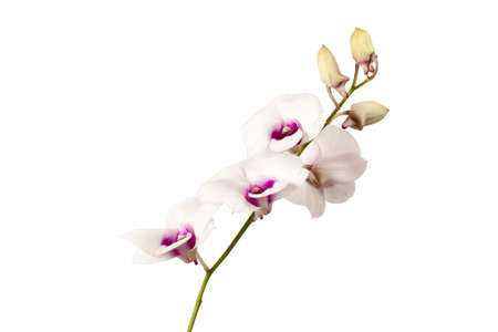 Orchid isolated on white backgroundの写真素材