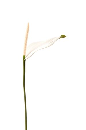 blooming spathiphyllum  Peace Lily Closeup plant の写真素材
