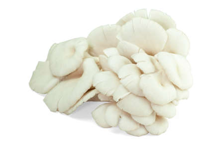 mushroom on white backgroundの写真素材
