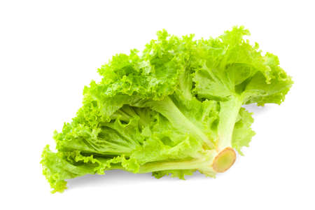 fresh green iceberg salad leaves isolated on white backgroundの写真素材