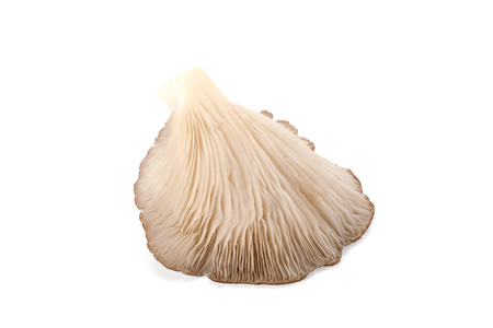 oyster mushroom isolated on white backgroundの写真素材
