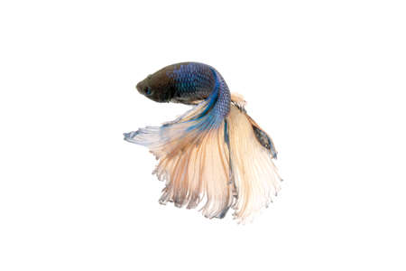 betta splendens isolated on white backgroundの写真素材