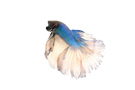 betta splendens isolated on white backgroundの写真素材