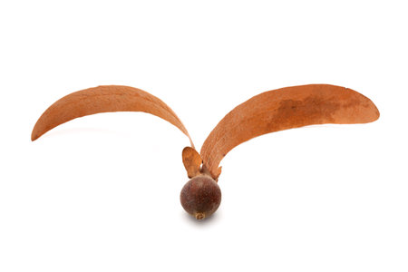 Dipterocarpus alatus seed isolated on white backgroundの写真素材