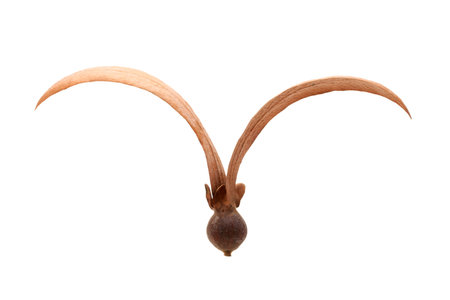 Dipterocarpus alatus seed isolated on white backgroundの写真素材
