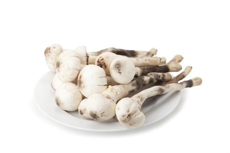 Termitomyces mushroom or termite mushroom isolated on white background with clipping pathの写真素材