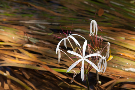 Rare Crinum thaianum or water lily or Water onion blooming at Phang Nga , Thailandの写真素材
