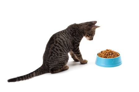 kitten eating pet dried food in cyan plastic bowl on white backgroundの写真素材