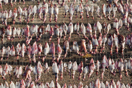 Dried squid is dried seafood by sun drying to reduce the moisture and make it dry for cooking