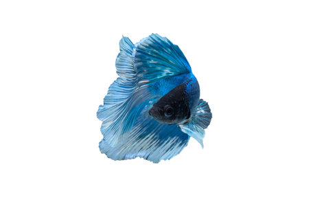 betta splendens or siamese fighting fish isolated on black backgroundの写真素材
