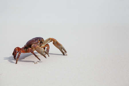 Hairy leg mountain crab on the beach at similan islandの写真素材