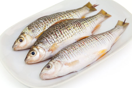 Raw Osteochilus or fresh water fish in thailand prepare for cooking food isolated