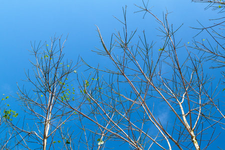 para rubber tree branch against with blue color skyの写真素材
