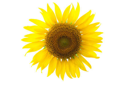 Yellow sunflowerの写真素材