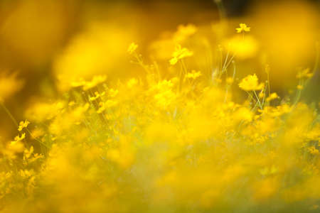 Blured defocused. Abstract yellow sulfur cosmos backgroundの写真素材