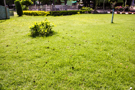Bush green central lawn area Playa Garden .の写真素材