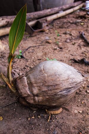 Occurs naturally in coconut -rich area is completed .の写真素材