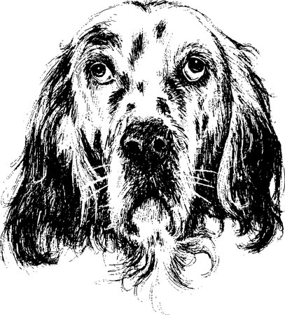 English setter , hand draw vector.のイラスト素材