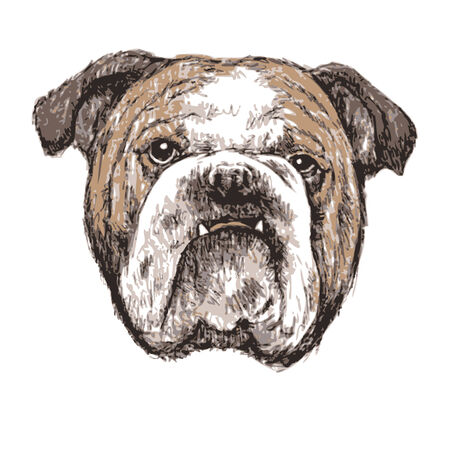 Bulldog hand drawnのイラスト素材