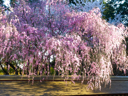 Image of cherry blossoms in Japan in Springの写真素材
