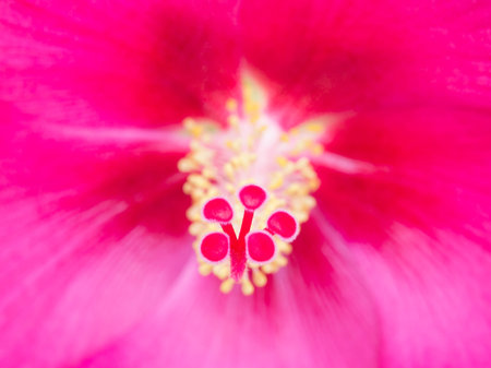 close up of petal and pollen of Confederate roseの写真素材