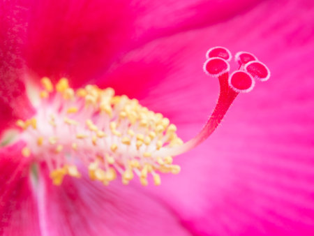 close up of petal and pollen of Confederate roseの写真素材