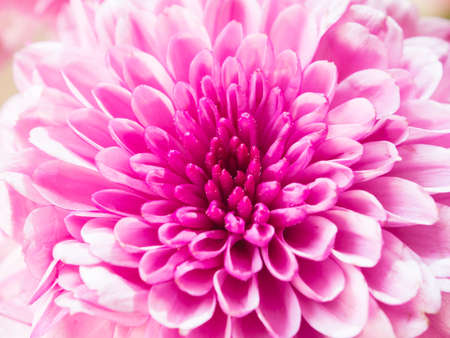 close up image of pink chrysanthemum flowerの写真素材