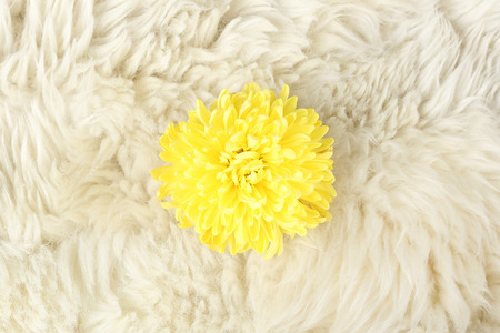 yellow chrysanthemum on fur , need carefully protectionの写真素材