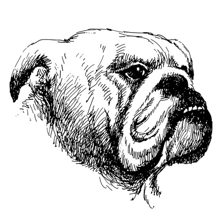 Head of bulldog hand draw vectorのイラスト素材