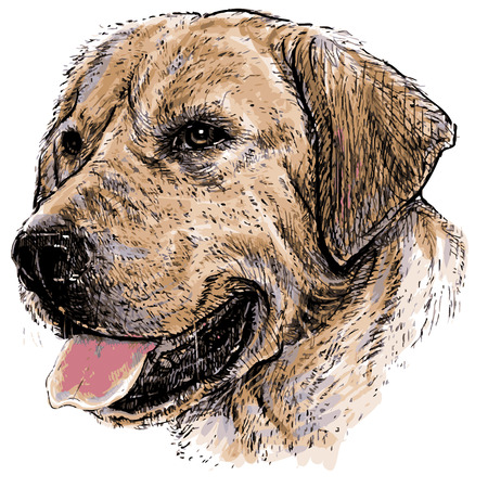 Image of Labrador Retriever hand drawn vectorのイラスト素材