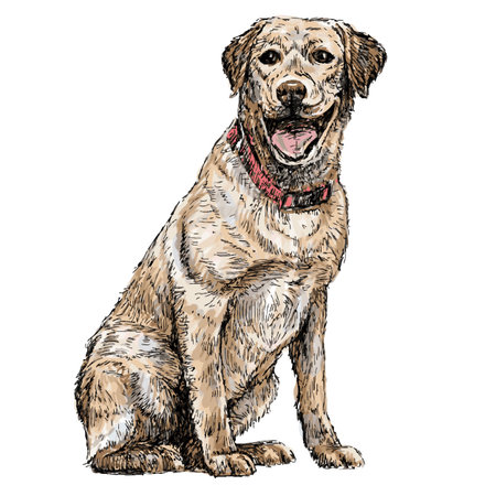 Image of yellow Labrador Retriever hand drawn vectorのイラスト素材