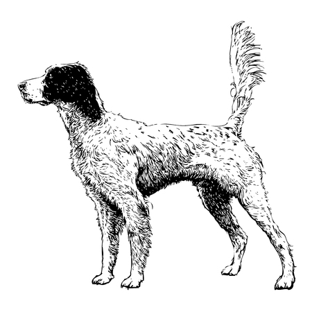 Image of English setter hand drawn vectorのイラスト素材
