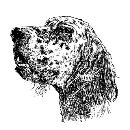 Image of English setter hand drawn vectorのイラスト素材