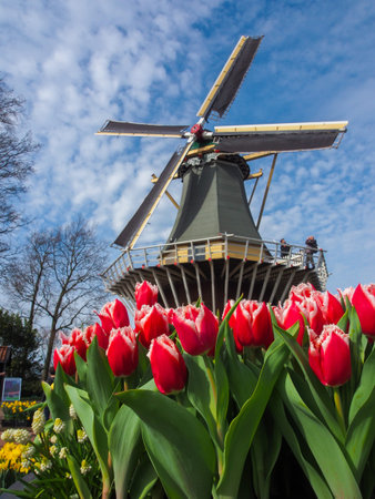 Traditional Dutch windmills with vibrant tulips in the foreground, The Netherlands