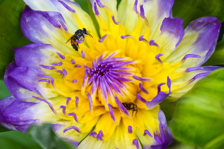 bee against water lilly, water lily on a pond. Natural colored blurred backgroundの写真素材
