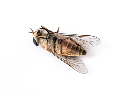 close up image of dead flies on white backgroundの写真素材