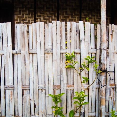 grungy old bamboo fence with tree , use as backgroundの写真素材
