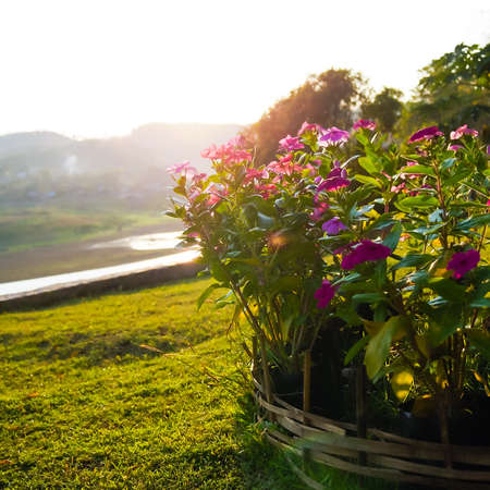 Magenta flower touch the sunlight on the morning by Songalia river in Sangklaburi, Kanchanaburi, Thailandの写真素材
