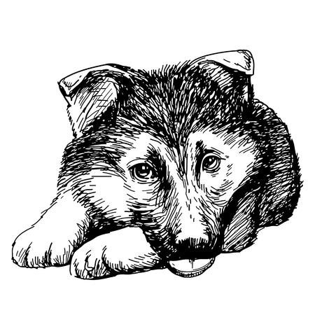 Puppy German Shepherd hand drawn isolated on white backgroundのイラスト素材