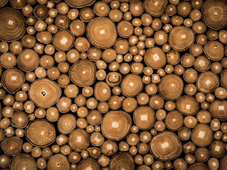 wood pattern of cut tree trunkの写真素材