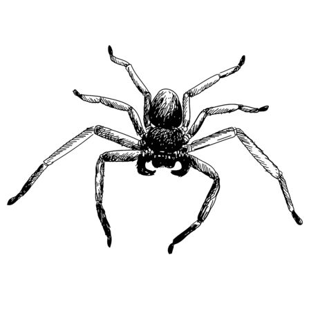 freehand sketch illustration of spider, doodle hand drawnのイラスト素材