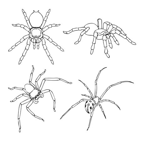 freehand sketch illustration, set of spider outline, doodle hand drawnのイラスト素材