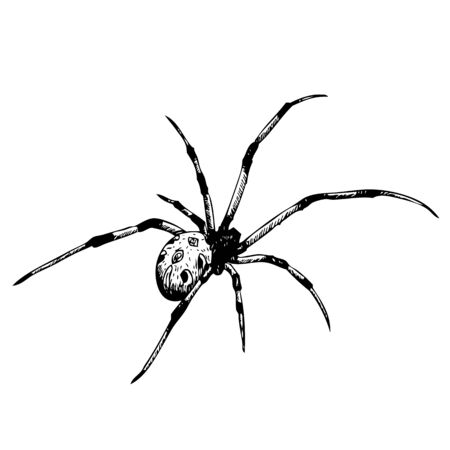 freehand sketch illustration of spider, doodle hand drawnのイラスト素材